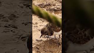 Ruddy muddy turnstone [upl. by Nanyk]