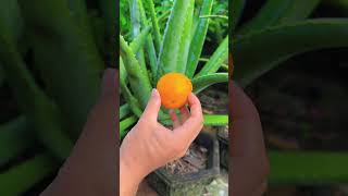 A great tip to help with aloe vera shorts aloevera [upl. by Gretchen]