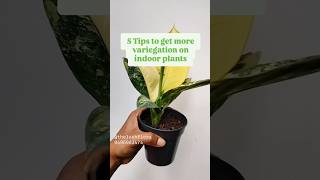 Five tips to get more variegation on indoor plants variegatedplants variegated syngoniumalbo yt [upl. by Ycnuahc207]