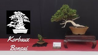 XXX Exposición de Amigos del Bonsai Villa María 2 y 3 de Noviembre de 2024 [upl. by Encrata]