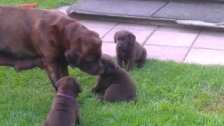 brown labrador puppies [upl. by Darrelle953]