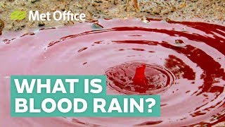 What is blood rain and where does it come from [upl. by Mylo]