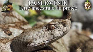 LA SLOVÉNIE DOCUMENTAIRE [upl. by Kinny264]