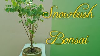 How to make Snowbush Plant Bonsai [upl. by Aysab]