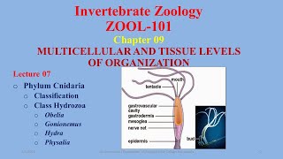 Class Hydrozoa Phylum Cnidaria Cnidaria Hydrozoa Obelia Hydra Gonionemus Physalia [upl. by Eylloh770]