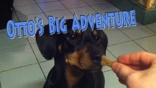 Ottos Big Adventure A Dogs Day Out Full Movie [upl. by Ylloj]