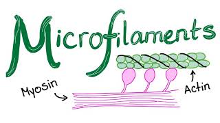 Microfilaments [upl. by Arikihs]