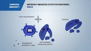 Antibody mediated effector response Virus bacteria and toxins [upl. by Fredel]