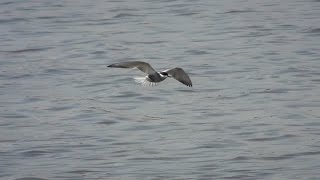 Fumarel cariblanco Chlidonias hybrida Whiskered Tern [upl. by Beck]