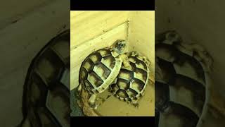 Southern European Marginated Tortoise Hatchlings [upl. by Adlin]