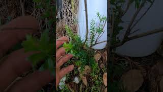 Small leaf Myrtle makes full recovery after a bad deep freeze [upl. by Amsa]