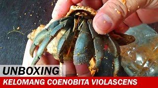 UNBOXING Kelomang Coenobita Violascens  Unboxing Video  Crabpedia [upl. by Orfinger]