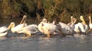 Lake Naivasha Kenya [upl. by Aline]