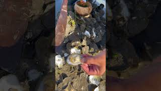 Oyster So Fresh So Delicious fyp oysters fresh food seafood delicious 100kviews [upl. by Radborne]