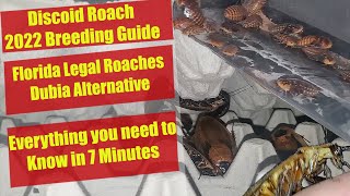 Discoid Roach Breeding Guide 2022  Dubia Roach Replacement  Florida Legal  Discoid Roach Setup [upl. by Uy881]