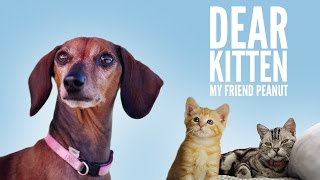 Dear Kitten My Friend Peanut [upl. by Akenot]