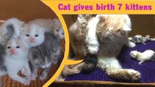 Cat Gives Birth To 7 Kittens  Cat Giving Birth  Part 1 [upl. by Mcdonald]