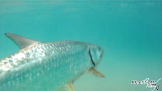 Monster Beach Fishing Tarpon [upl. by Marna608]