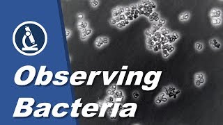 How to see BACTERIA with a microscope  Amateur Science [upl. by Aretak]