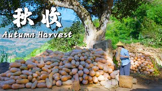 Harvest Delights in Rural Yunnan A Culinary Feast of Autumn Bounty 【Dianxixiaoge】 [upl. by Valerlan773]