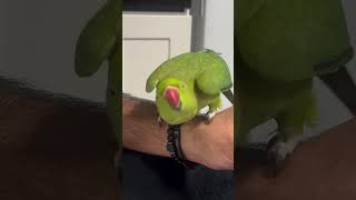 Mittho parrot short video youtubeshorts birds parroting parrot trending [upl. by Horatio]