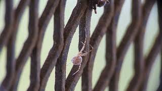 Brown Widow with a Kill and a Jumping Spider [upl. by Salvador]