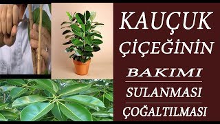 Kauçuk Çiçeğinin Bakımı sulanması ve çoğaltılması nasıl yapılmalı [upl. by Chaudoin]