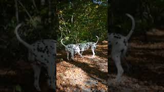 Moments🥰🥰 dalmatiner dalmatian dogs dogshorts dalmatianpuppy doglover [upl. by Caroline]