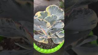 Cotyledon Undulata Variegado [upl. by Matty438]