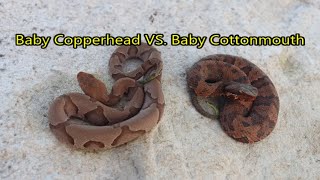 Baby Copperhead vs Baby Cottonmouth [upl. by Lladnyk]