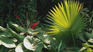 How to Create a Tropical Garden  Mitre 10 Easy As Garden [upl. by Calia719]