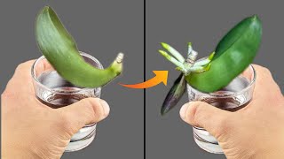 Reviving a oneleaf orchid is simple once you know this trick [upl. by Vasta]