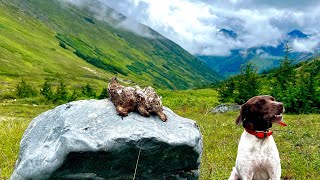 Back Country Ptarmigan Hunt [upl. by Dazraf876]