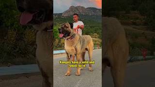 Why Kangal Dogs Are the Ultimate Guardians [upl. by Nomled978]