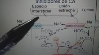 Inhibidores de la Anhidrasa Carbónica [upl. by Anihs222]