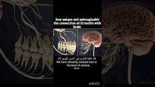 Human brain arabic explore cover trendingshorts quotes islamicprayer [upl. by Acilgna]