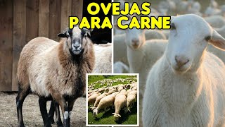 ¡CONOCIENDO LAS MEJORES RAZAS DE OVEJAS PARA CARNE ganaderias ovejasdecarne ovejas [upl. by Resaec]