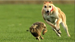 dog rabbit coursing 2024  greyhound hare coursing  dog race [upl. by Fital]