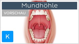 Überblick über die Mundhöhle Vorschau  Anatomie des Menschen  Kenhub [upl. by Gower695]