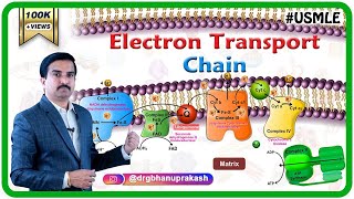 Electron transport chain  ETC  and Oxidative phosphorylation  Biochemistry Dr G Bhanu Prakash [upl. by Kristy]