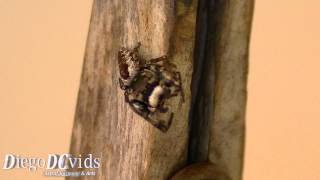 Phidippus Brazilian species Salticidae jumping spiders [upl. by Kciderf589]