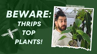 🌱 Plants Thrips Cant Resist My Top 5 🌵🔍  Thrips Choice Houseplant Edition [upl. by Watanabe]