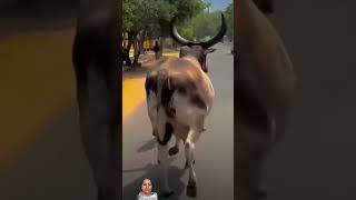 😎😎😎shorts cow animals maa baby subscribelove like viralshort [upl. by Olag]