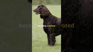 American Water Spaniel Dogs 101 Amazing Dog Facts In 60 Seconds 🐶🕒 [upl. by Adnohsed]