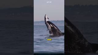 The Mysterious Hunting Thrill of Killer Whales orca killerwhales animals [upl. by Walworth]