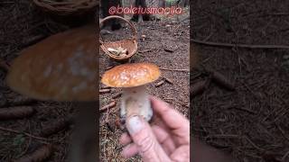 PorcinoCepBoletSteinpilze shorts new nature trending forest foryou shortvideo wood pilze [upl. by Healy904]