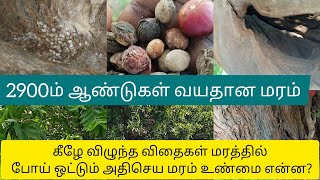 Alangium salviifoliumஅழிஞ்சில் மரம் [upl. by Leanna389]