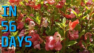 How to grow Impatiens Balsamina from seed [upl. by Kurys]