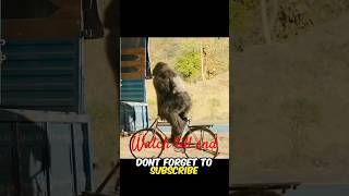 The gorilla have 1000 IQ facts automobile amazingfacts story factsinhindi facts [upl. by Ylrrad150]