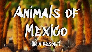 Animals of Mexico [upl. by Enyamrahc]